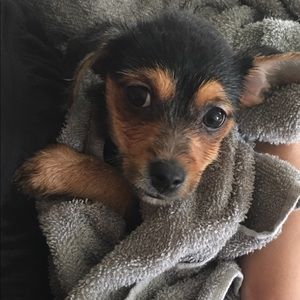 Meet your Posher, Maggie